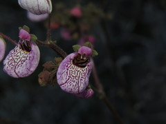 Calceolaria cana