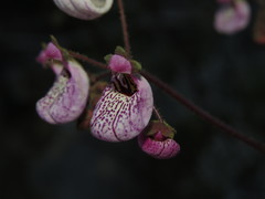 Calceolaria cana