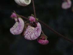 Calceolaria cana
