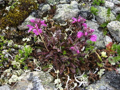 Pedicularis caucasica