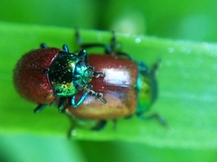 Chrysolina polita