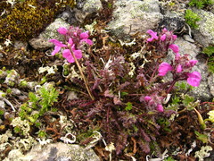 Pedicularis caucasica