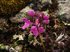 Pedicularis caucasica