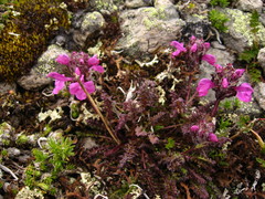 Pedicularis caucasica