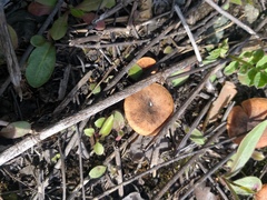 Bonomyces sinopicus