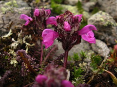 Pedicularis caucasica