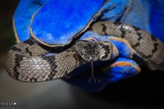 Telescopus nigriceps