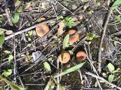 Bonomyces sinopicus