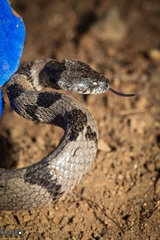 Telescopus nigriceps