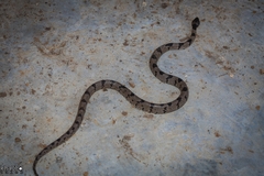 Telescopus nigriceps