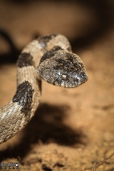 Telescopus nigriceps