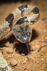 Telescopus nigriceps