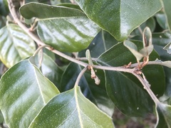 Elaeagnus macrophylla