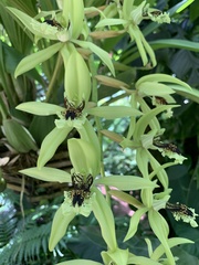 Coelogyne pandurata