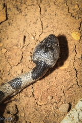 Telescopus nigriceps