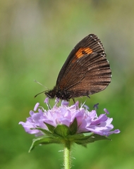 Erebia euryale