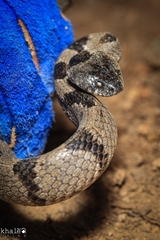 Telescopus nigriceps