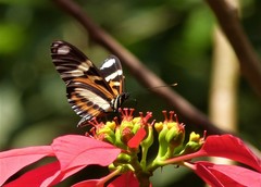 Heliconius ethilla