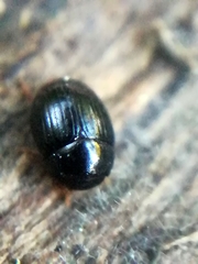 Cercyon