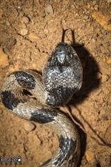 Telescopus nigriceps