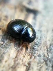 Cercyon