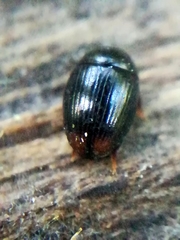 Cercyon