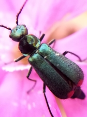 Malachius bipustulatus