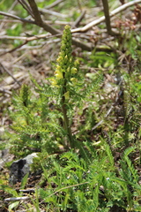Pedicularis chroorrhyncha