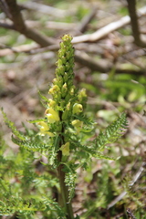 Pedicularis chroorrhyncha