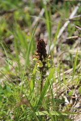 Pedicularis chroorrhyncha