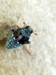 Megamelodes quadrimaculatus