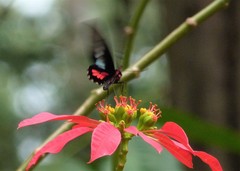 Parides neophilus