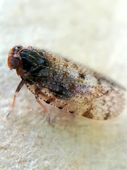 Tachycixius pilosus