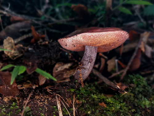 Lilac-brown bolete