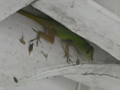 Anolis ignigularis