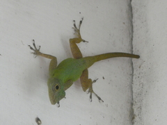 Anolis ignigularis