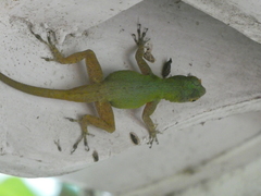 Anolis ignigularis