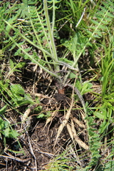 Pedicularis chroorrhyncha