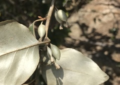 Elaeagnus macrophylla