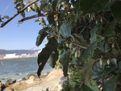 Elaeagnus macrophylla