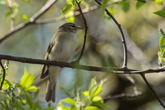 Phylloscopus trochilus