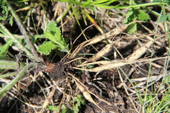 Pedicularis chroorrhyncha