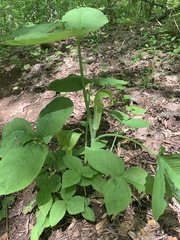 Arisaema triphyllum