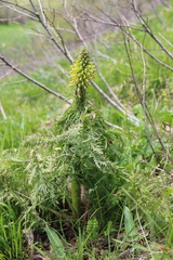 Pedicularis condensata