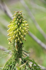 Pedicularis condensata