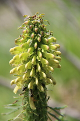 Pedicularis condensata