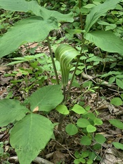 Arisaema triphyllum
