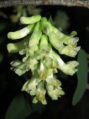 Vicia nigricans