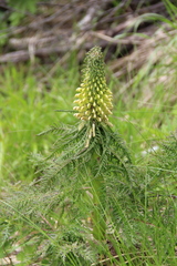 Pedicularis condensata