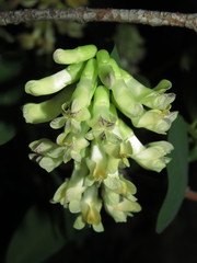 Vicia nigricans